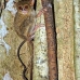 monkey_tarsier_eastern_tangkoko_v_0067_sul1240.jpg